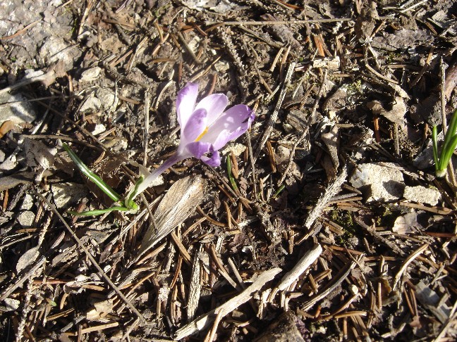 Fiori primaverili